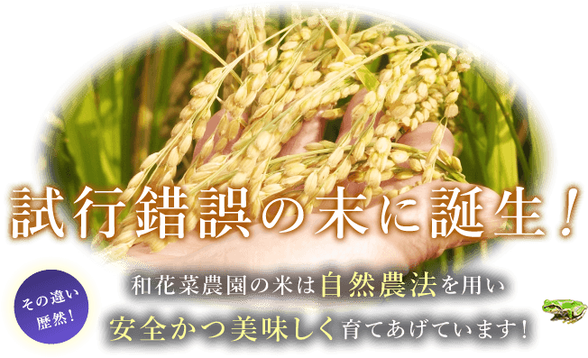 試行錯誤の末に誕生！和花菜農園の米は自然農法を用い安全かつ美味しく育て上げています！